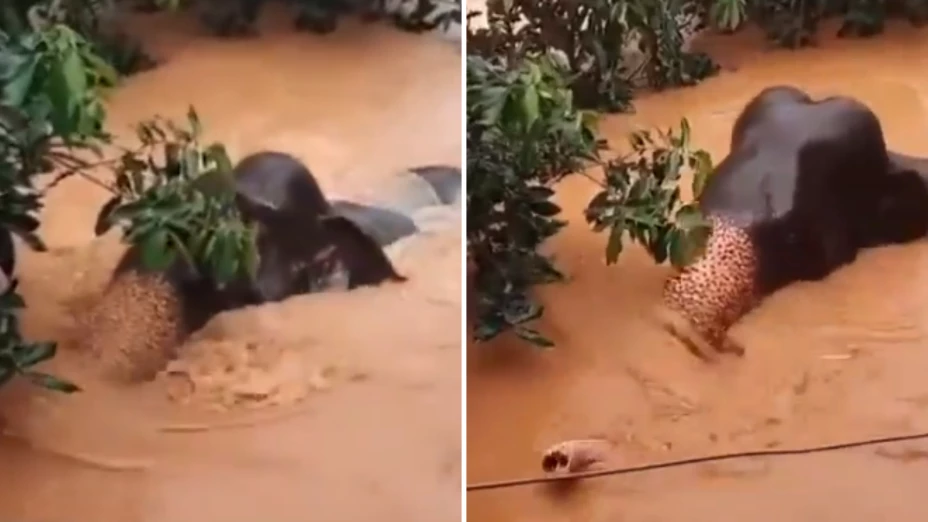 Elefante es arrastrado por la corriente.png