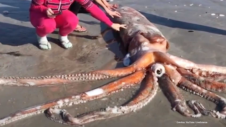 calamar gigante video.jpg