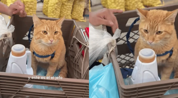 Video Conoce al michi emprendedor de la Central de Abasto, enternece a las redes.png