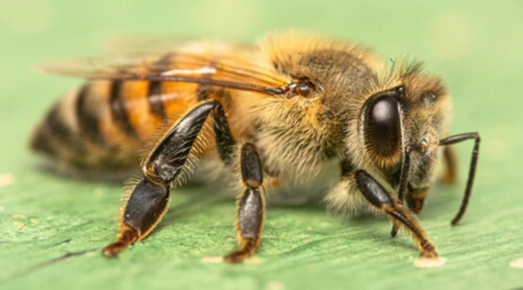 abeja africanizada