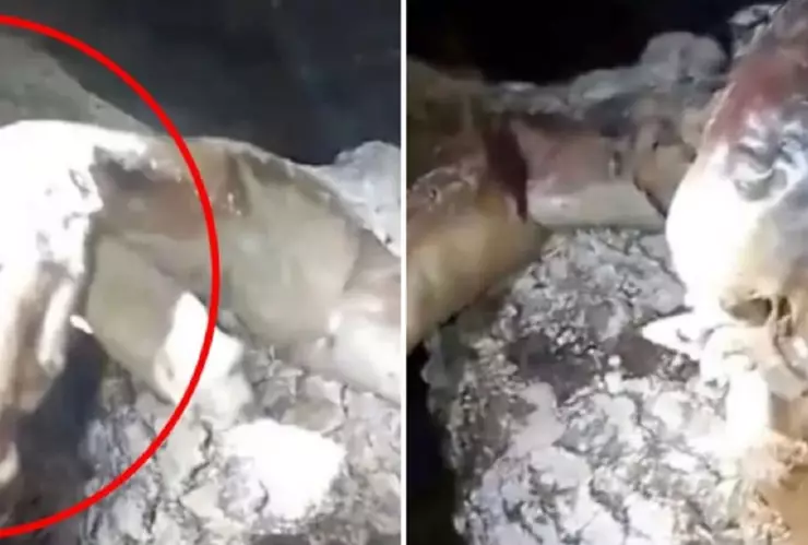 chupacabras en Brasil