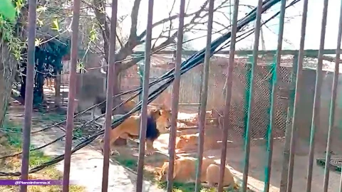 Video: Hombre ebrio ingresa a reserva de leones en Ocoyoacac