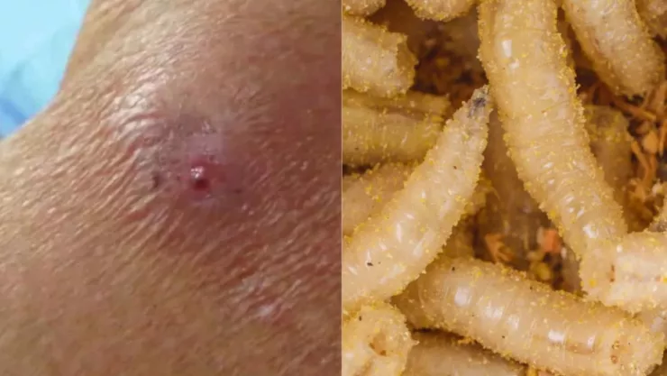 ¿Cómo evitar el contagio del gusano barrenador en México y qué hacer si ocurre?