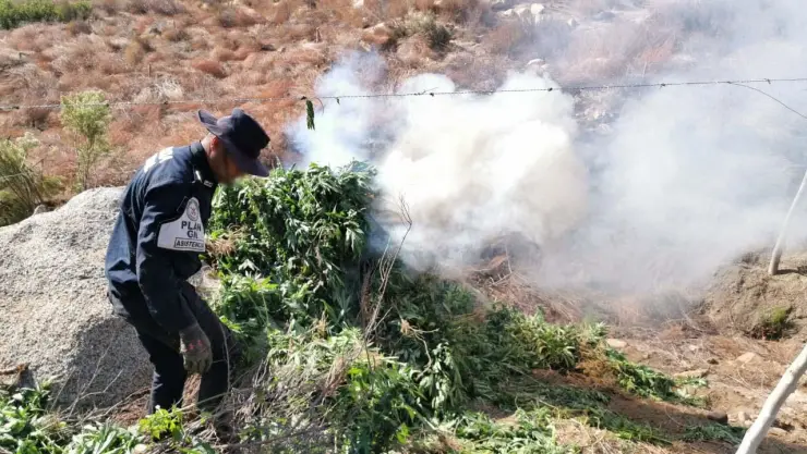 plantío marihuana tecate.jpg