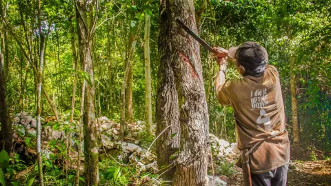 El chicle maya en Quintana Roo será reconocido