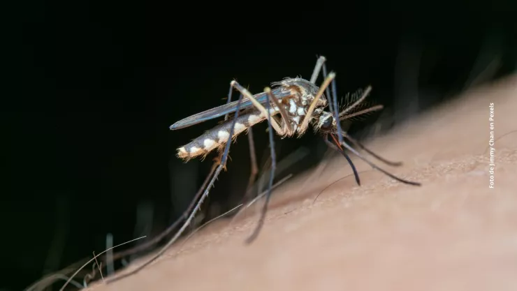 Mosquitos en casa: c&oacute;mo deshacerte de ellos de forma f&aacute;cil