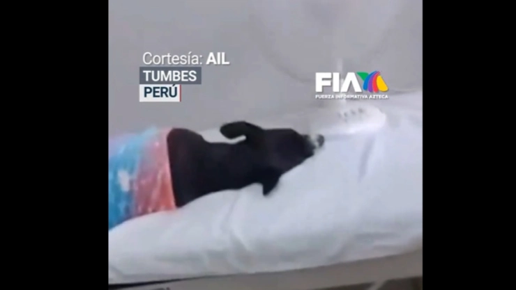 Video-indignación-en-Perú-doctora-es-captada-recostando-a-su-mascota-en-camilla-de-hospital