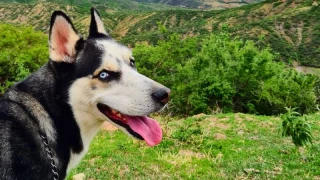 Pese a que el idioma es el mismo, hay variaciones en el lenguaje según el país e incluso entre estados de un mismo país. Así, hay varias maneras en que se llama a un perro.