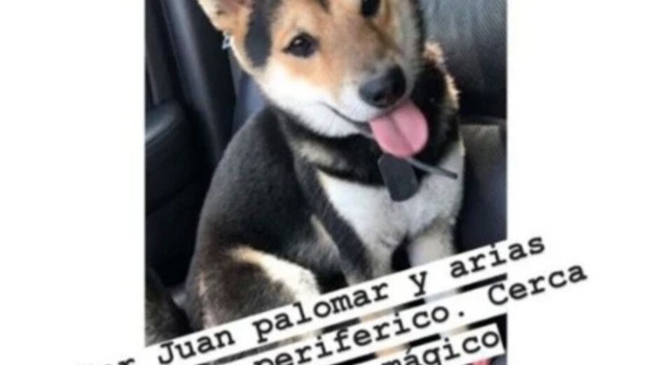 nuba el perro de briseño