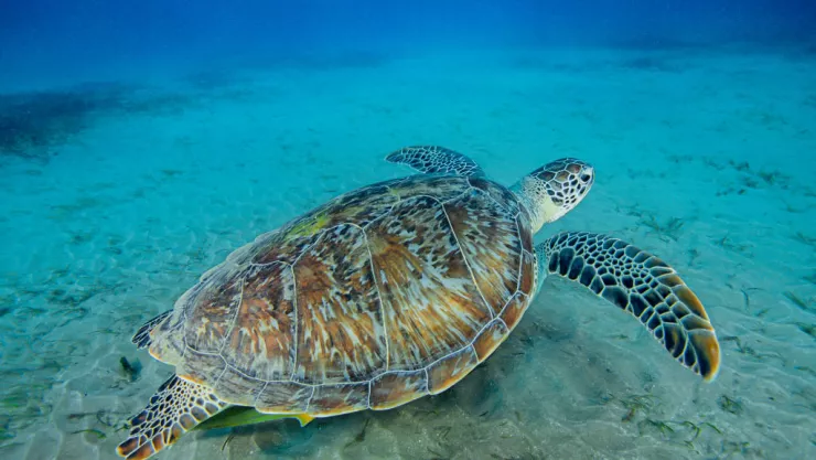 Green sea turtle