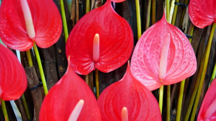 ¿Cómo hacer que tus anturios tengan flores todo el año?