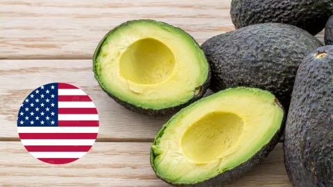 Suspenden envío de aguacate de Michoacán a Estados Unidos