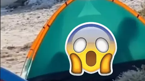 Rapidin en la playa.