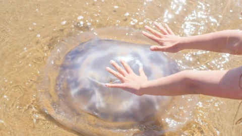Medusas en playa.