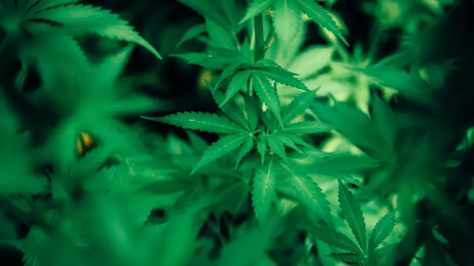 Marihuana Sánchez Cordero Senado