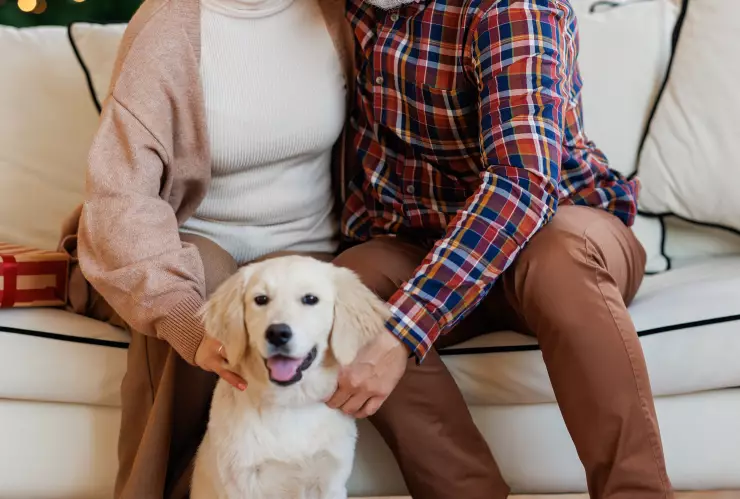 Razas de perros que son recomendadas para adultos mayores por esta razón,jpg