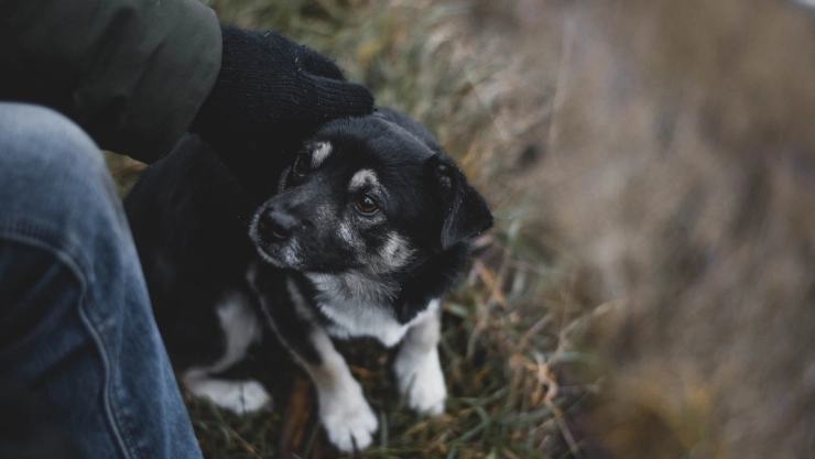 doctor-perro-infección