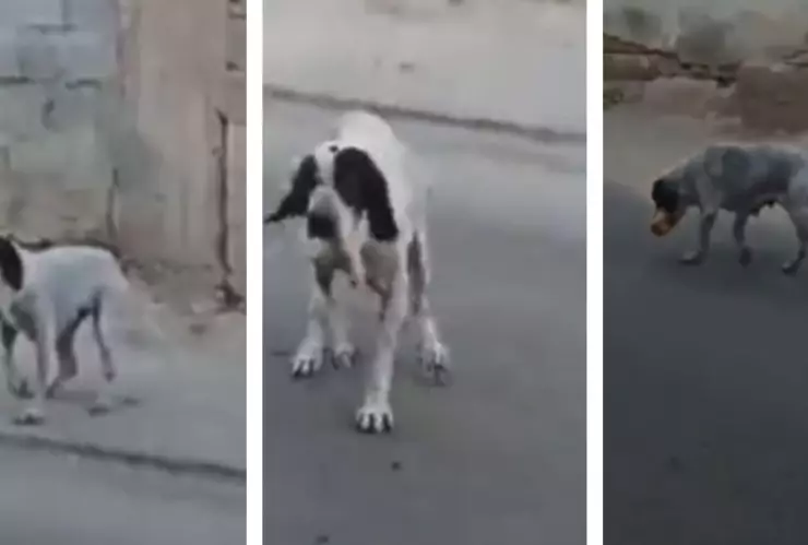 perrito estafador finge estar lastimado de una patita para poder recibir un bolillo.jpg