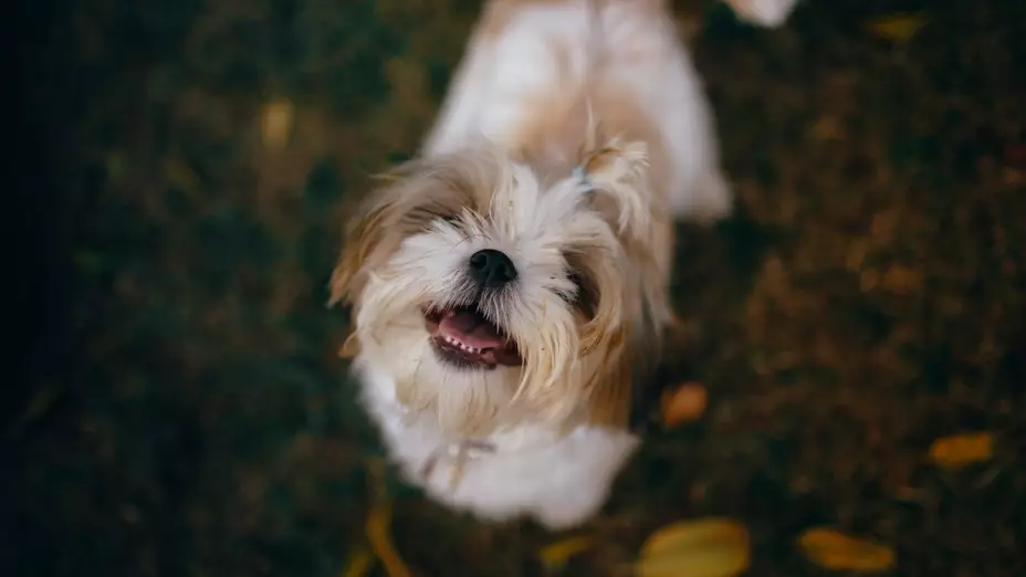 ¿Qué hacer si una aerolínea pierde a tu mascota? Esto dice la ley