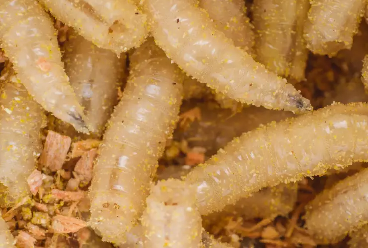 Gusano barrenador.jpg