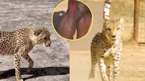 Ataque de leopardo a influencer