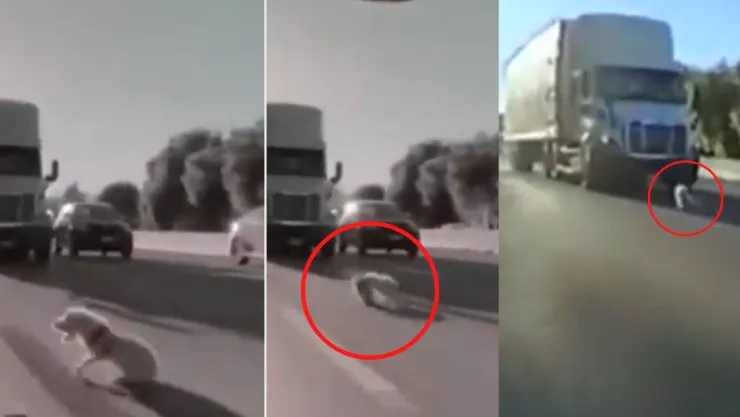 Perrita se avienta a carretera