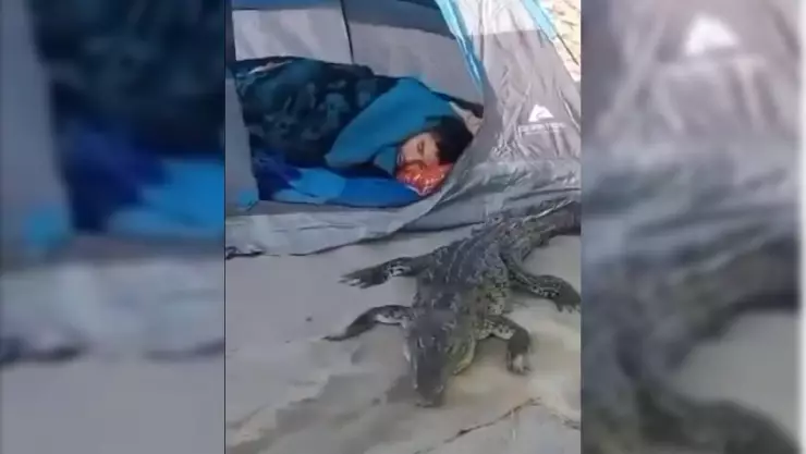 VIDEO_ Familia acampa en la playa y despiertan con un cocodrilo durmiendo junto a ello