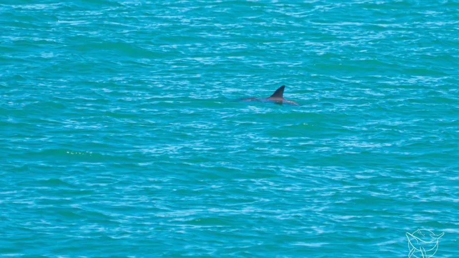 Avistamientos de vaquita marina, una esperanza de su conservación.jpg