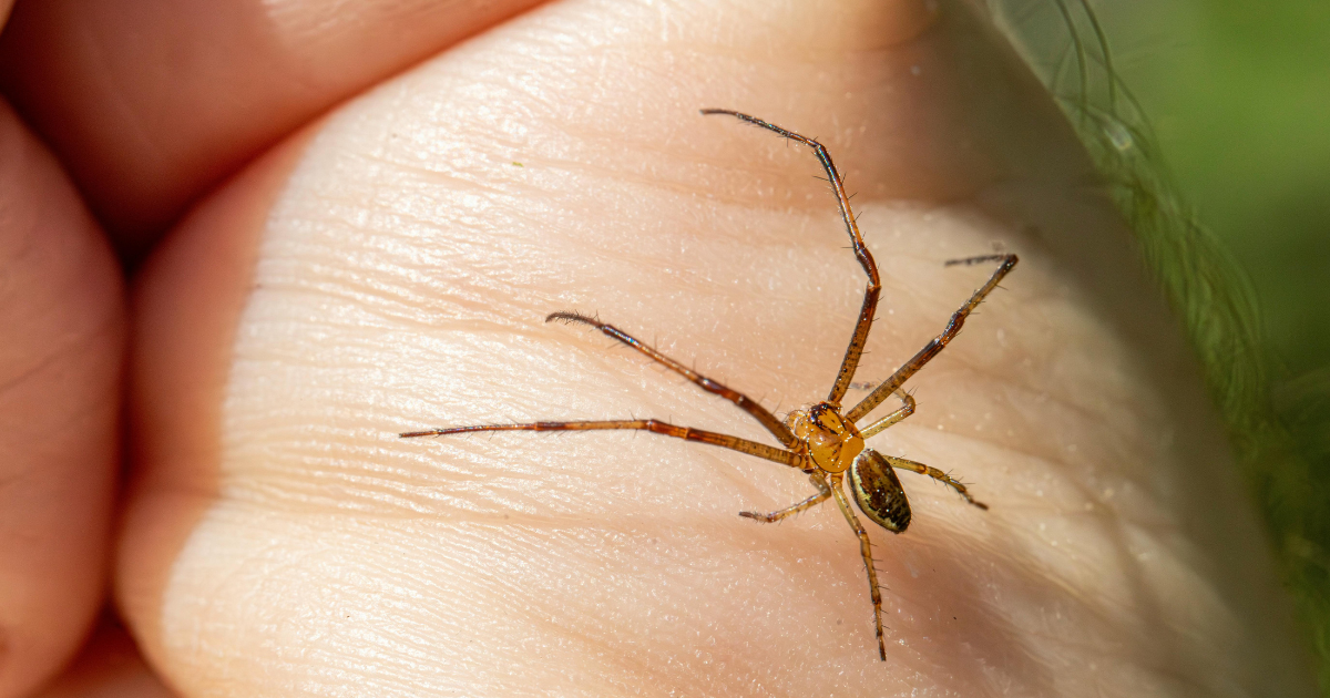 Araña violinista: evita que aniden en tu casa con estas recomendaciones