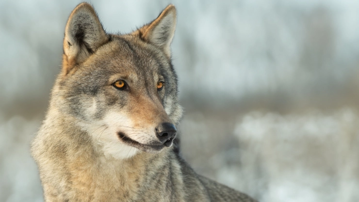 Un lobo gris, especie en peligro de extinción.