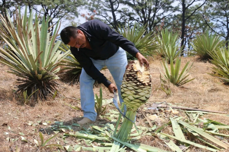 Mezcaleros