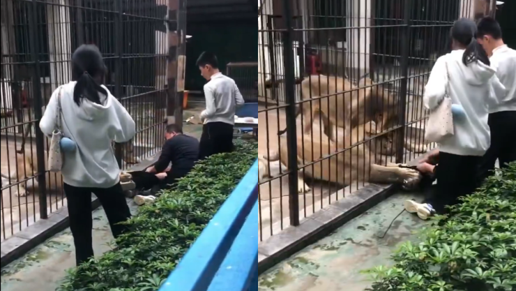 Leona ataca a niña en zoológico de China