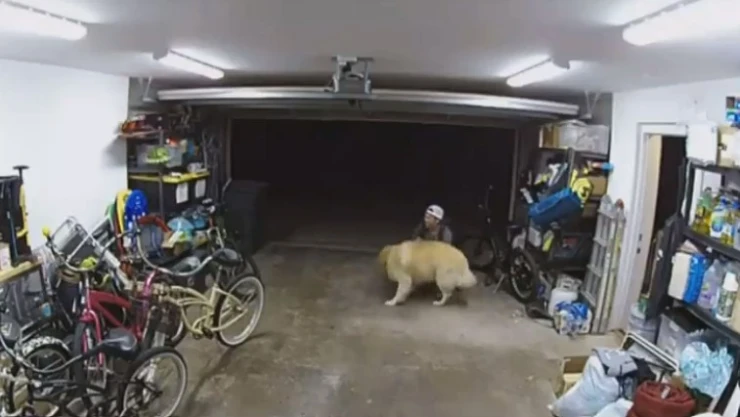 Ladrón juega con perro antes de robar bicicleta en EEUU