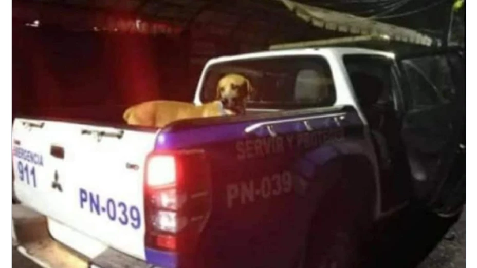 perrito_memes