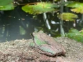 Jardín-Botánico-Acapulco-rana.jpg
