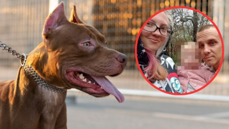 Perro mata a bebé.