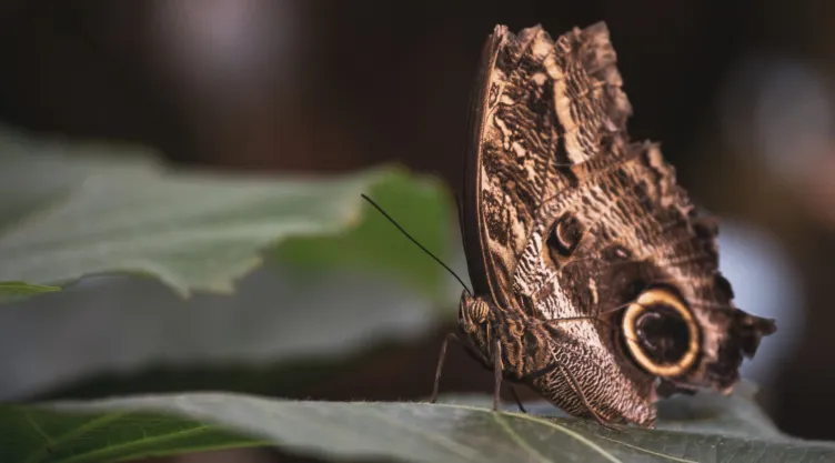 ¿Le temes a la mariposa de la muerte? Te decimos cómo ahuyentarla de casa