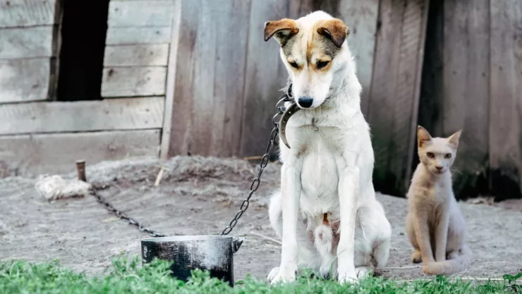 Penas y multas por maltrato animal