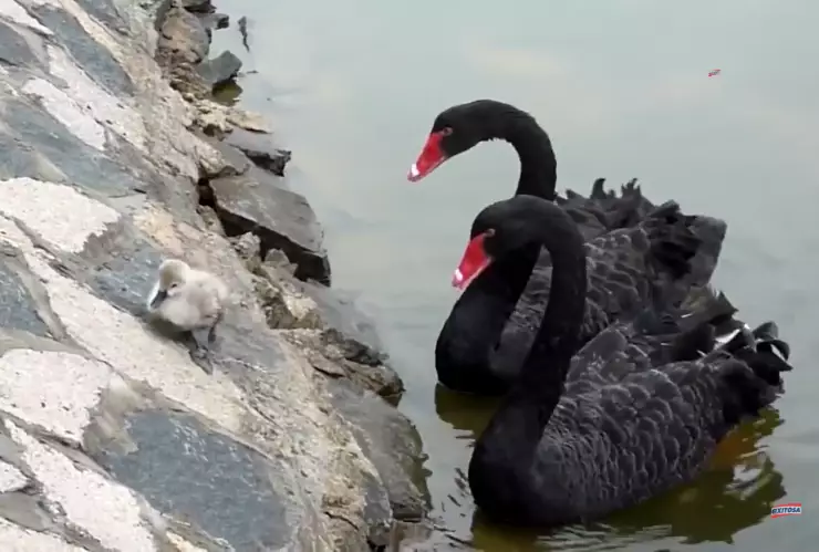cisne bebé.png