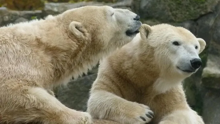 /animales/osos-polares-no-hibernan-que-hacen-duros-inviernos