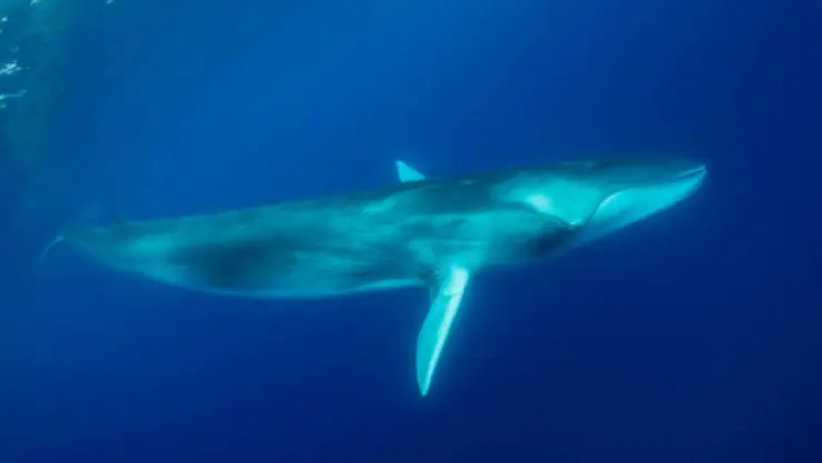Ballena azul