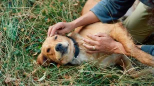 Boehringer_AnimalCare_Dog_WalkingtheDog-01_RGB_002.jpg