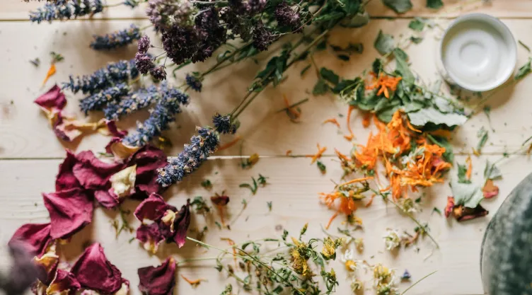 ¿Qué plantas tener en casa para ahuyentar a las chinches? ¡Toma nota!