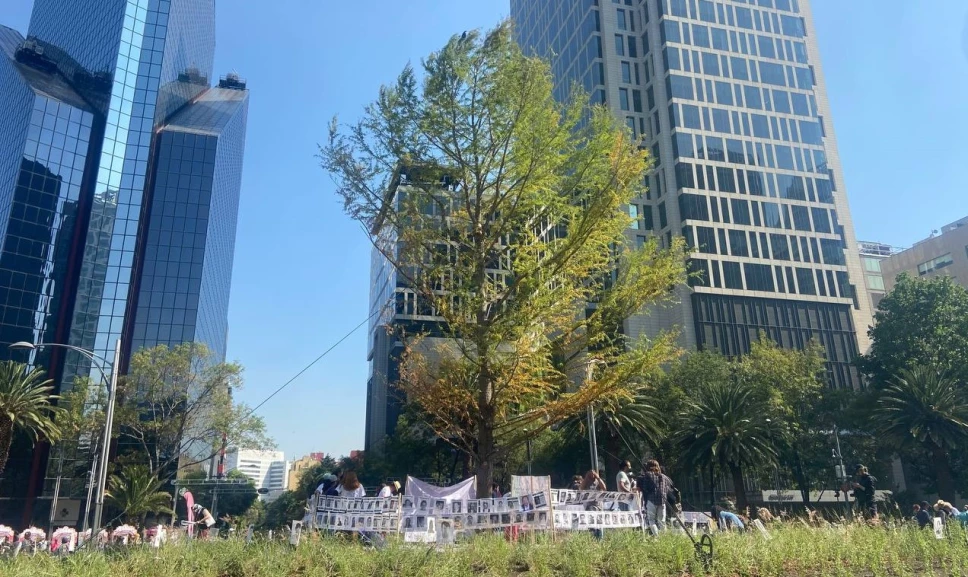 Ahuehuete de Paseo de la Reforma