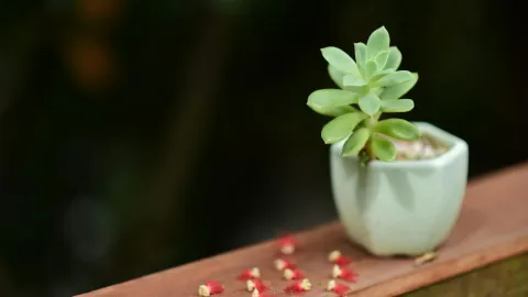planta