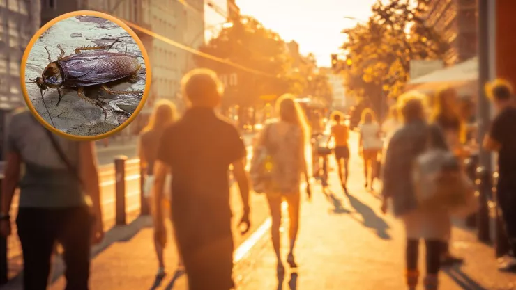 ola de calor en CDMX