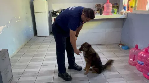 Halligan, perrita bombero de Mazatlán
