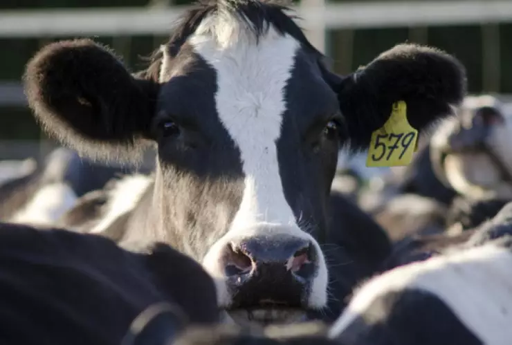 Dejar de comer carne ayuda a evitar el cambio climático