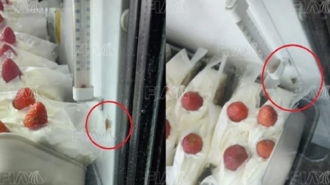 cucaracha la flor de puebla panadería