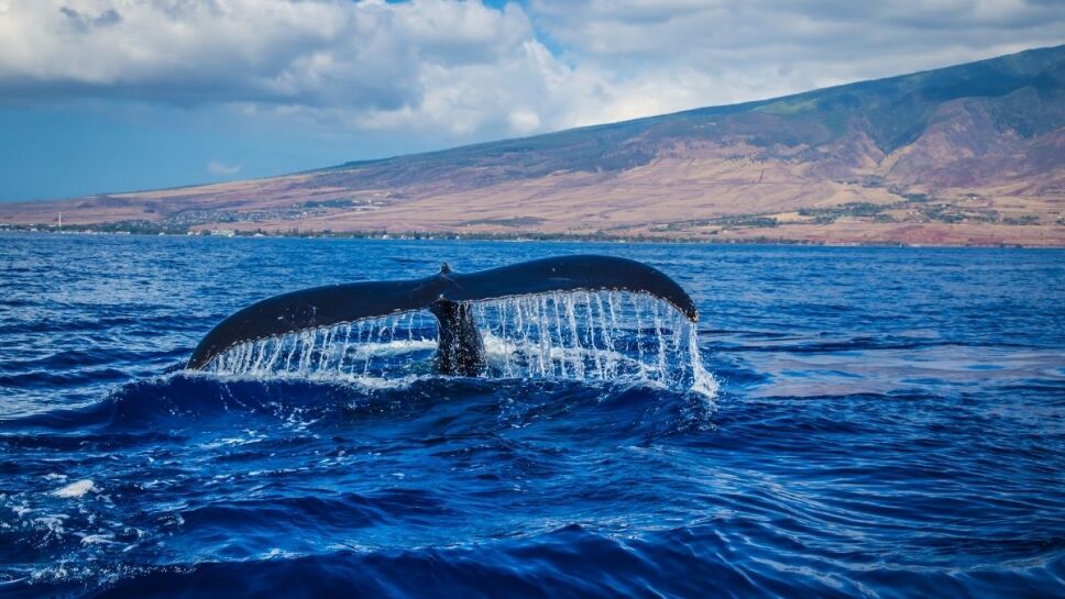 Ballena gris, récord, viaje.jpg